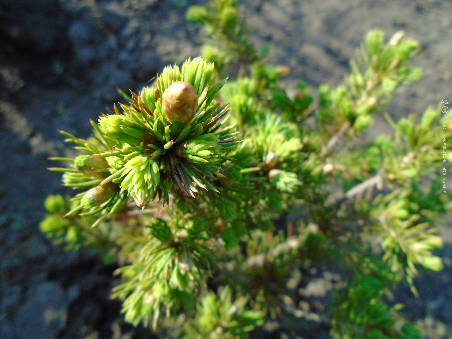 Photo of a young spruce tree.